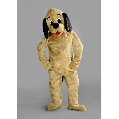 Brown dog